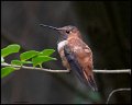 _8SB8512 rufous hummingbird
